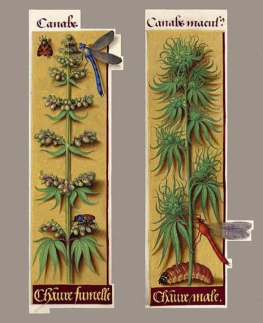 ancient-cannabis